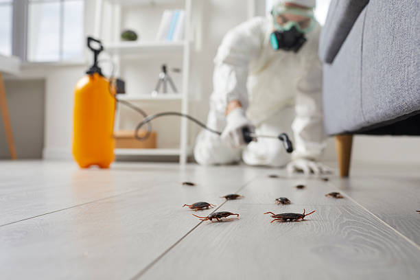 Commercial Kitchen Cockroach Control in Sonterra